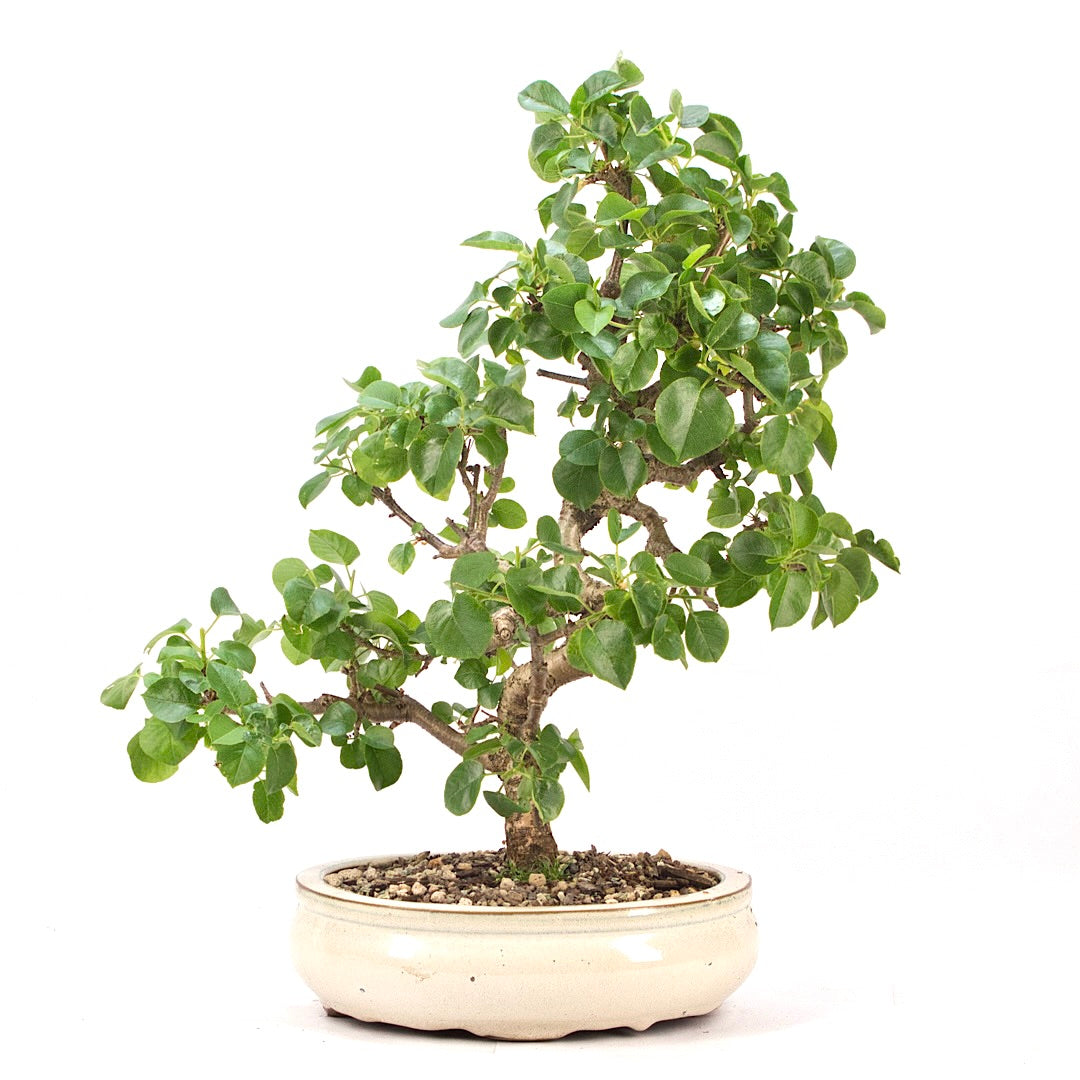 Steinweichsel 'Prunus mahaleb'